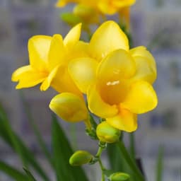 Freesia Pure